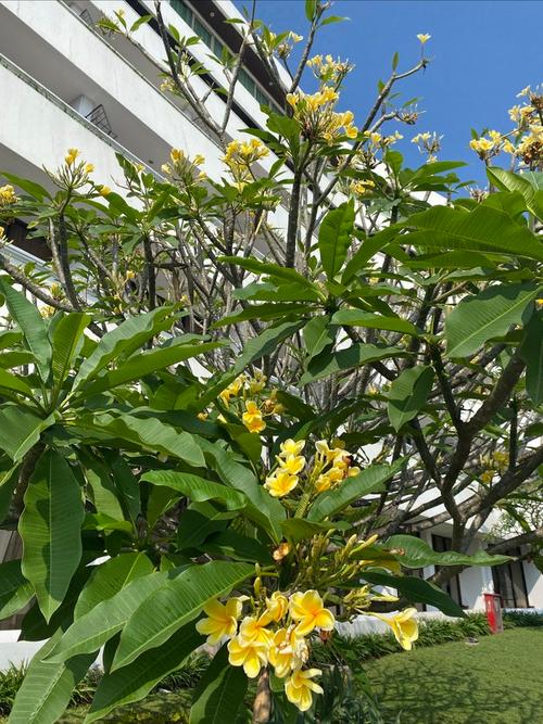 鸡蛋花树适合家养吗，鸡蛋花树适合什么地方种植？-第2张图片-优品飞百科