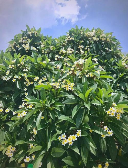 鸡蛋花树适合家养吗，鸡蛋花树适合什么地方种植？-第3张图片-优品飞百科