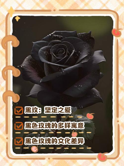 玫瑰的花语是什么，白玫瑰的花语是什么？-第1张图片-优品飞百科