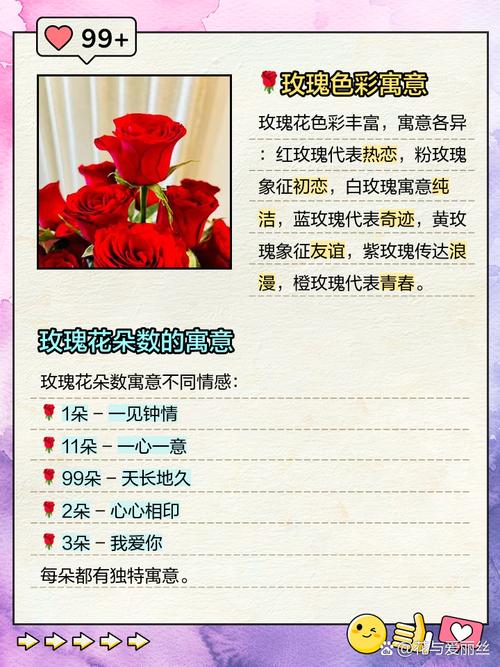 玫瑰的花语是什么，白玫瑰的花语是什么？-第3张图片-优品飞百科