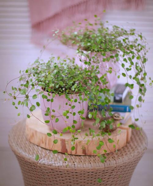 千叶吊兰的作用？千叶吊兰是什么样子的？