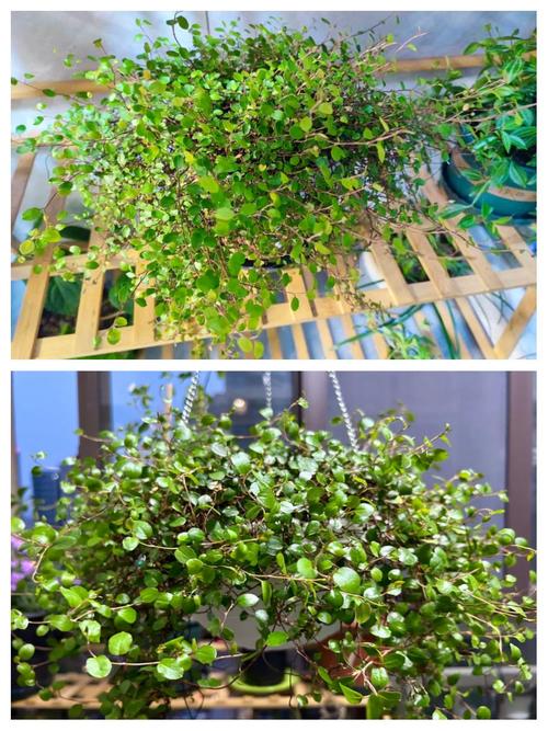 千叶吊兰的作用？千叶吊兰是什么样子的？-第2张图片-优品飞百科