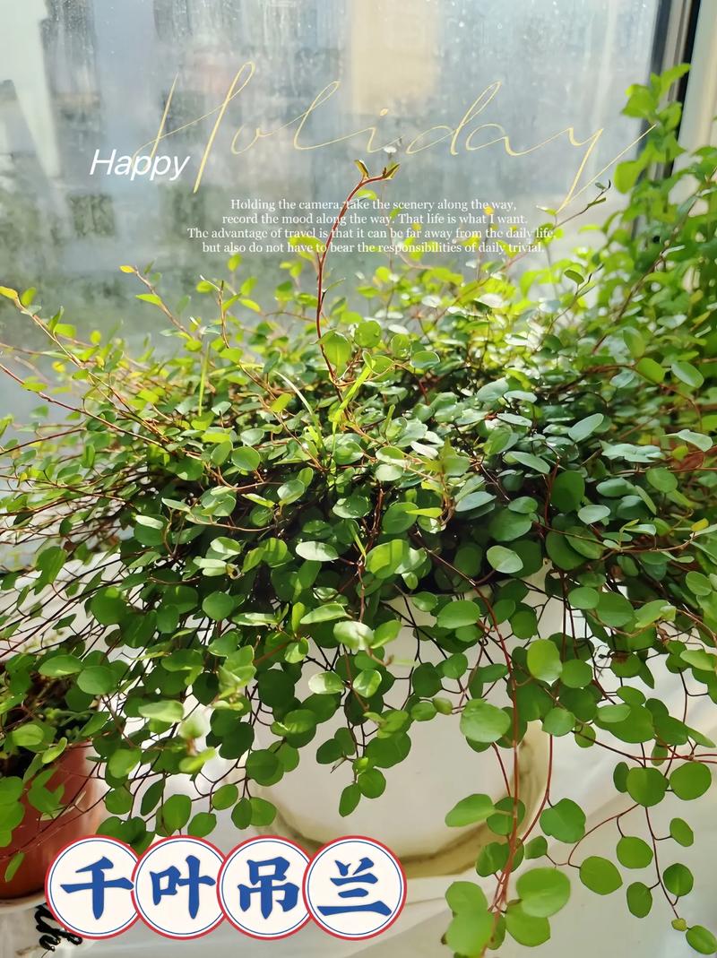 千叶吊兰的作用？千叶吊兰是什么样子的？-第3张图片-优品飞百科