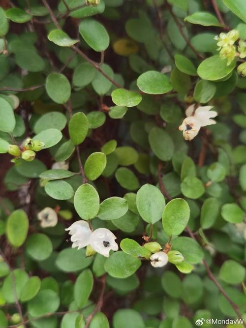 千叶吊兰的作用？千叶吊兰是什么样子的？-第4张图片-优品飞百科