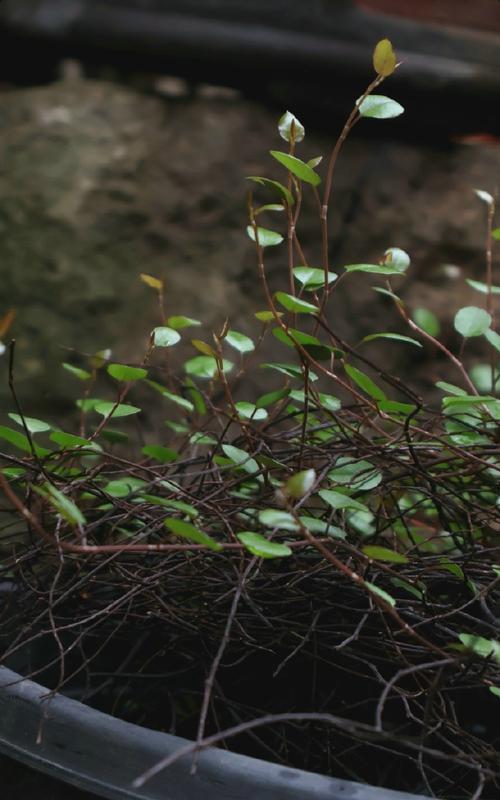 千叶吊兰的作用？千叶吊兰是什么样子的？-第5张图片-优品飞百科