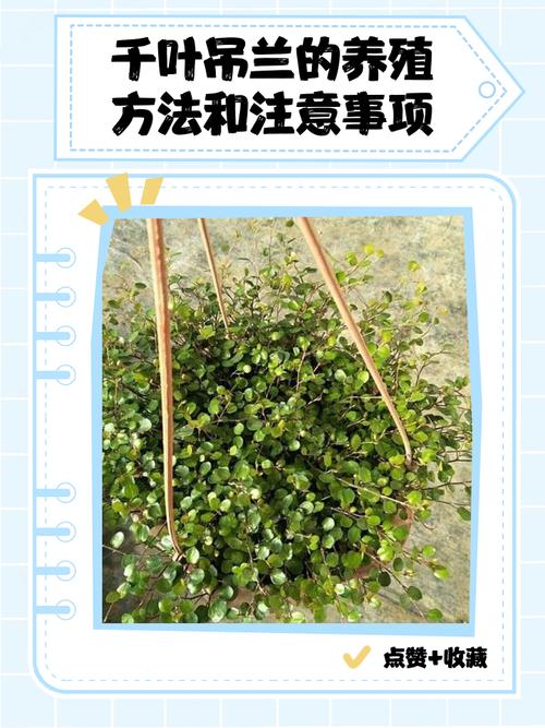 千叶吊兰的作用？千叶吊兰是什么样子的？-第6张图片-优品飞百科