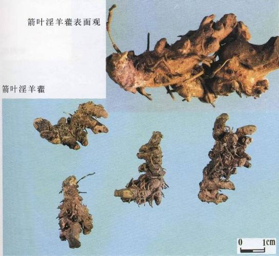 血水草的功效？血水草的功效与功效？-第1张图片-优品飞百科