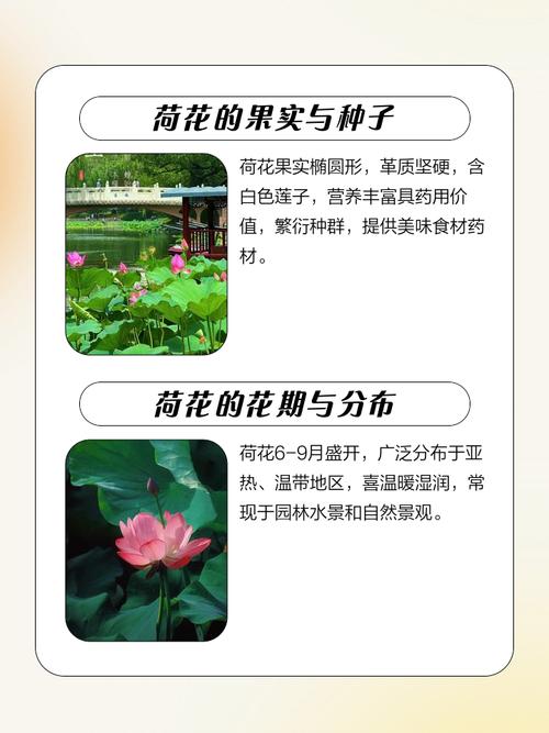 荷花的介绍以及特点，荷花的介绍以及特点作文