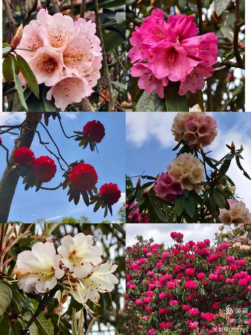 黔东南适合养什么花，市花和市树是什么，黔东南适合养什么花,市花和市树是什么花-第1张图片-优品飞百科