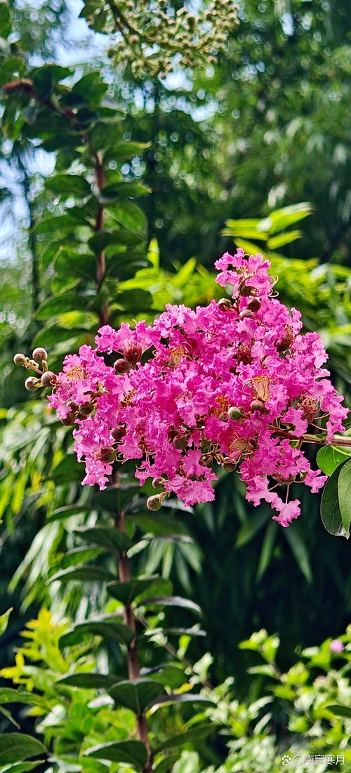 黔东南适合养什么花，市花和市树是什么，黔东南适合养什么花,市花和市树是什么花-第2张图片-优品飞百科
