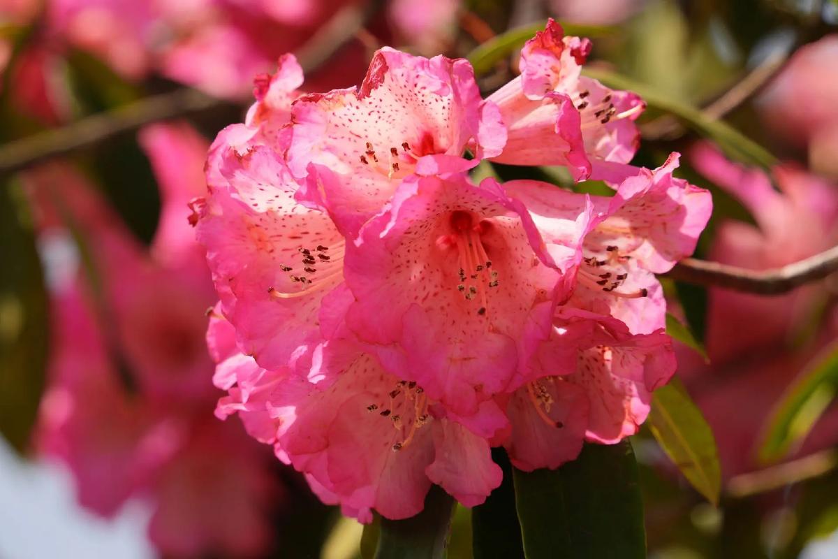 黔东南适合养什么花，市花和市树是什么，黔东南适合养什么花,市花和市树是什么花-第3张图片-优品飞百科