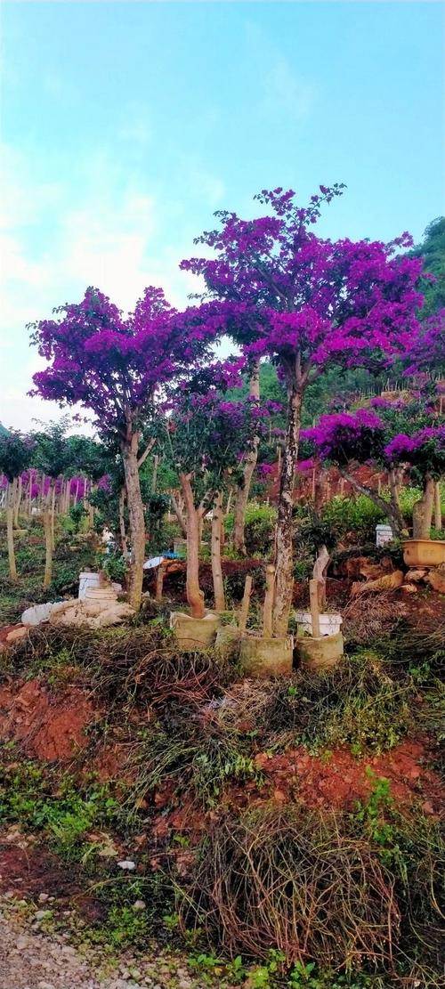 黔东南适合养什么花，市花和市树是什么，黔东南适合养什么花,市花和市树是什么花-第4张图片-优品飞百科