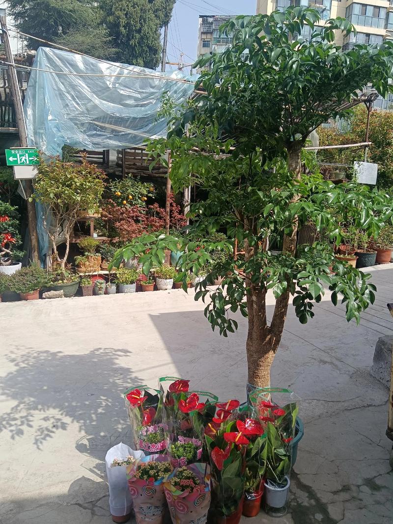 黔东南适合养什么花，市花和市树是什么，黔东南适合养什么花,市花和市树是什么花-第5张图片-优品飞百科