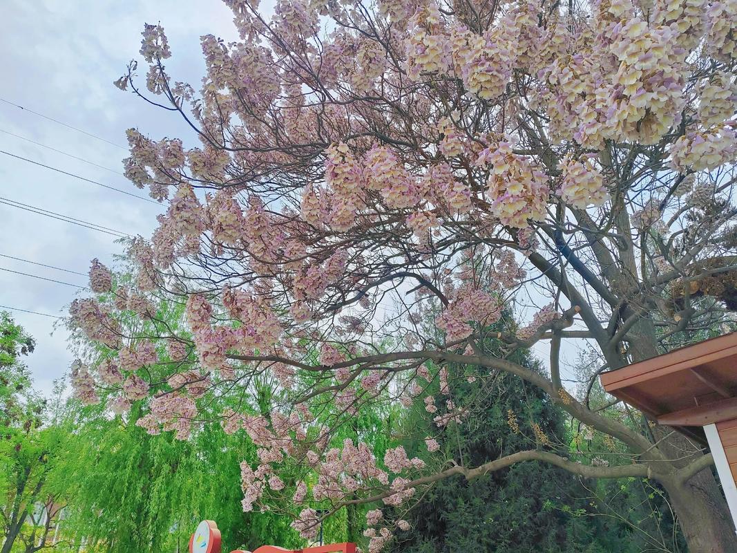 黔东南适合养什么花，市花和市树是什么，黔东南适合养什么花,市花和市树是什么花-第7张图片-优品飞百科