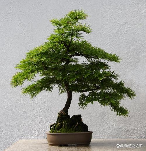 蓬莱松适合在室内养吗？蓬莱松可以室内养吗？