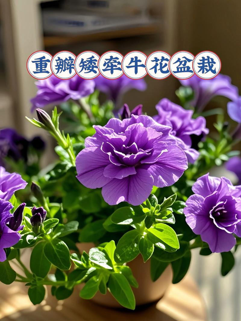 牵牛花什么时候开，有什么特点，牵牛花什么时候开花什么时候闭合
