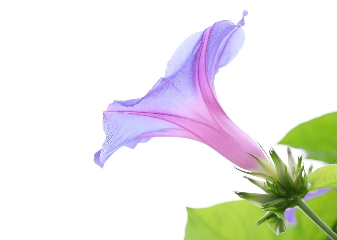 牵牛花什么时候开,有什么特点,牵牛花什么时候开花什么时候闭合-第2张图片-优品飞百科 牵牛花什么时候开,有什么特点,牵牛花什么时候开花什么时候闭合-第2张图片-优品飞百科