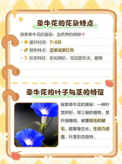 牵牛花什么时候开,有什么特点,牵牛花什么时候开花什么时候闭合-第4张图片-优品飞百科 牵牛花什么时候开,有什么特点,牵牛花什么时候开花什么时候闭合-第4张图片-优品飞百科
