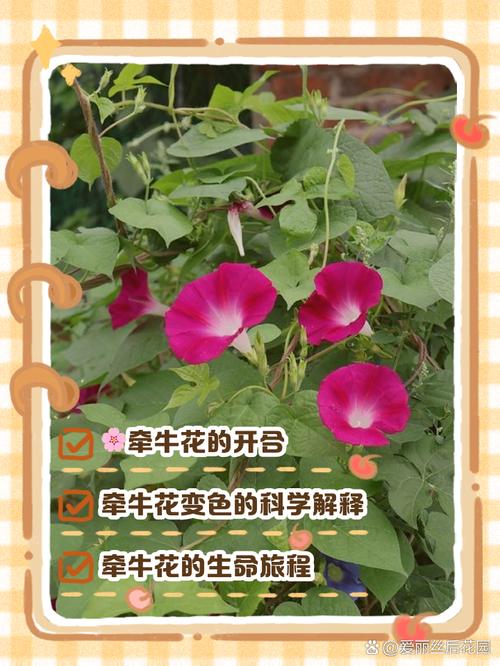 牵牛花什么时候开,有什么特点,牵牛花什么时候开花什么时候闭合-第5张图片-优品飞百科 牵牛花什么时候开,有什么特点,牵牛花什么时候开花什么时候闭合-第5张图片-优品飞百科