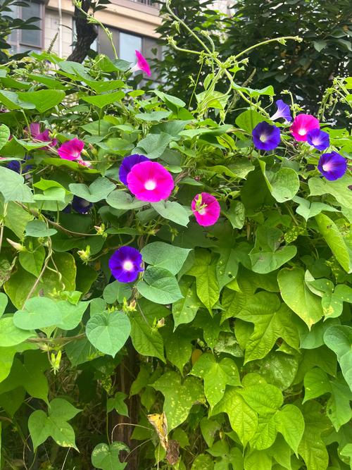 牵牛花什么时候开,有什么特点,牵牛花什么时候开花什么时候闭合-第6张图片-优品飞百科 牵牛花什么时候开,有什么特点,牵牛花什么时候开花什么时候闭合-第6张图片-优品飞百科