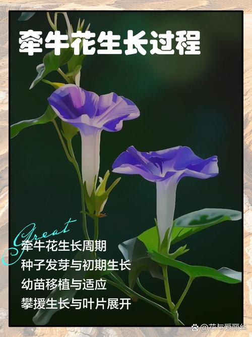 牵牛花什么时候开,有什么特点,牵牛花什么时候开花什么时候闭合-第7张图片-优品飞百科 牵牛花什么时候开,有什么特点,牵牛花什么时候开花什么时候闭合-第7张图片-优品飞百科
