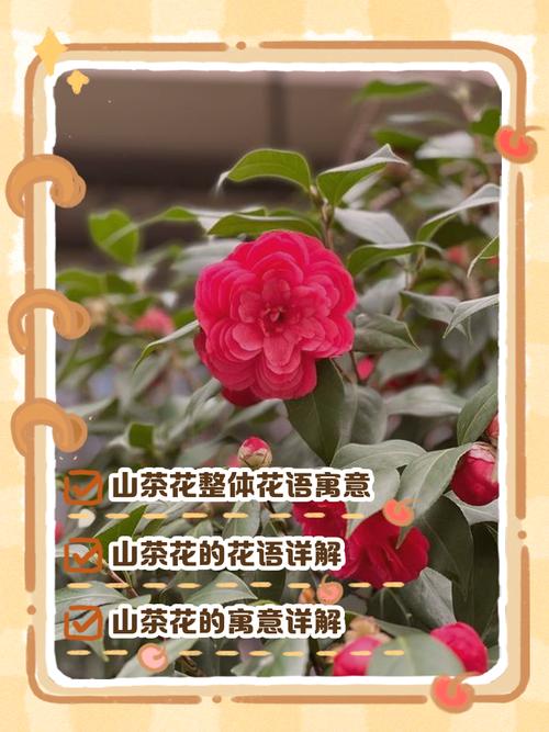 茶花的花语，茶花的花语和寓意-第1张图片-优品飞百科