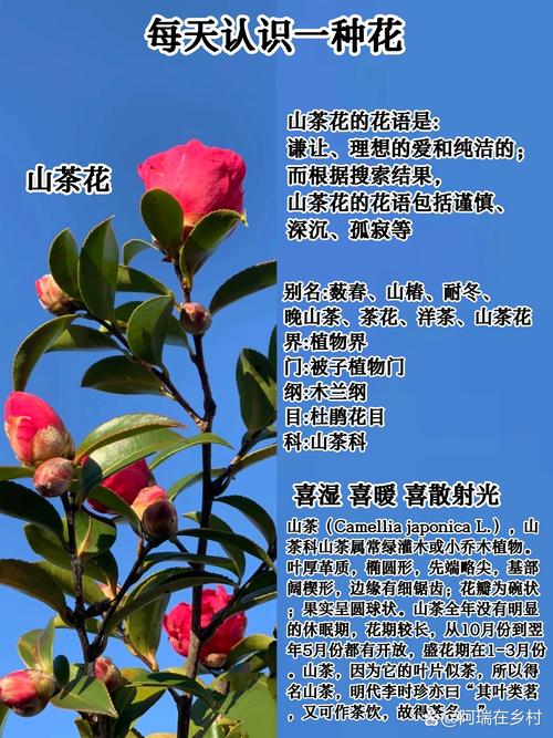 茶花的花语，茶花的花语和寓意-第2张图片-优品飞百科