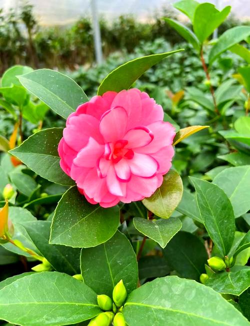 茶花的花语，茶花的花语和寓意-第6张图片-优品飞百科