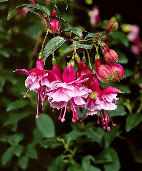 倒挂金钟能放卧室吗，倒挂金钟能放室内吗-第2张图片-优品飞百科