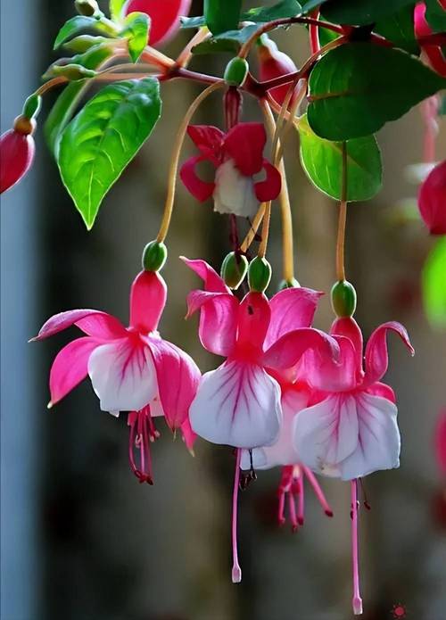 倒挂金钟能放卧室吗，倒挂金钟能放室内吗-第3张图片-优品飞百科