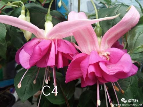 倒挂金钟能放卧室吗，倒挂金钟能放室内吗-第4张图片-优品飞百科