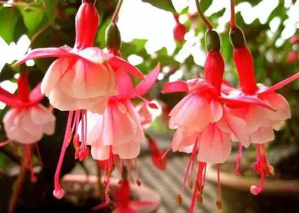 倒挂金钟能放卧室吗，倒挂金钟能放室内吗-第5张图片-优品飞百科