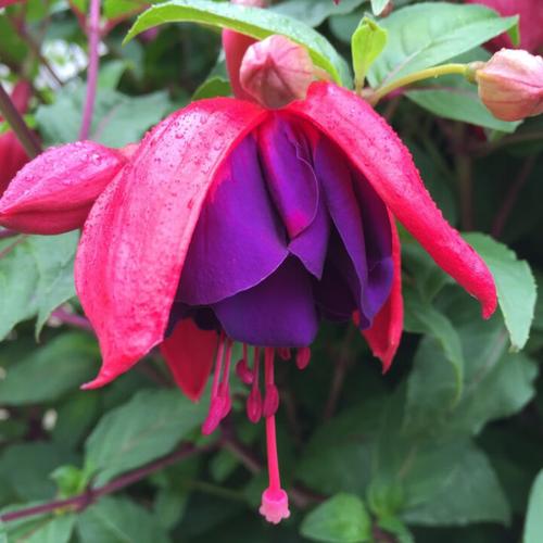 倒挂金钟能放卧室吗，倒挂金钟能放室内吗-第6张图片-优品飞百科