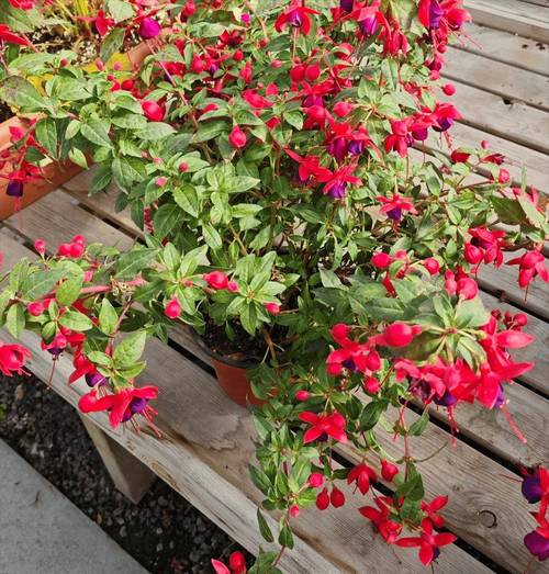 倒挂金钟能放卧室吗，倒挂金钟能放室内吗-第7张图片-优品飞百科