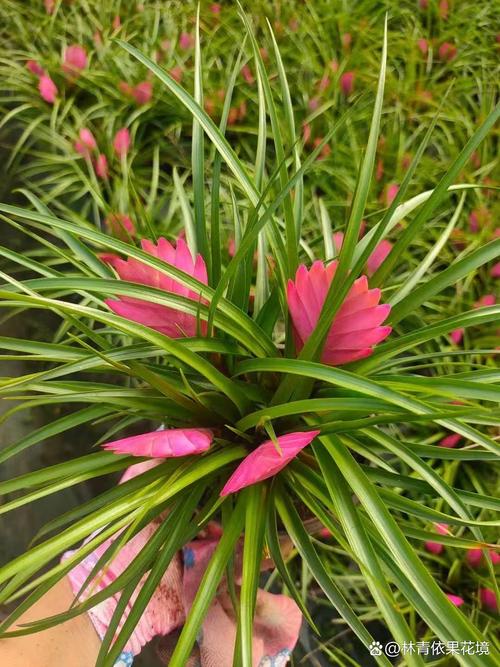 铁兰花语是什么??铁兰花长什么样子?-第2张图片-优品飞百科 铁兰花语是什么??铁兰花长什么样子?-第2张图片-优品飞百科