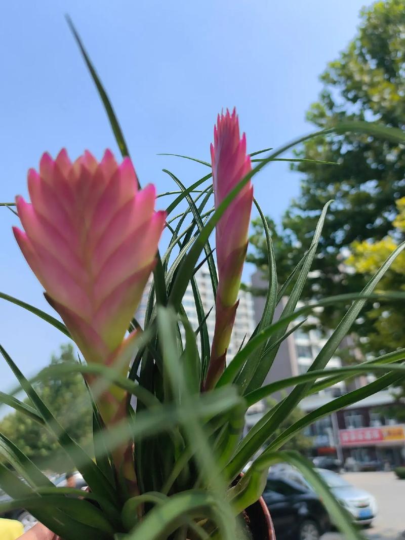 铁兰花语是什么??铁兰花长什么样子?-第3张图片-优品飞百科 铁兰花语是什么??铁兰花长什么样子?-第3张图片-优品飞百科