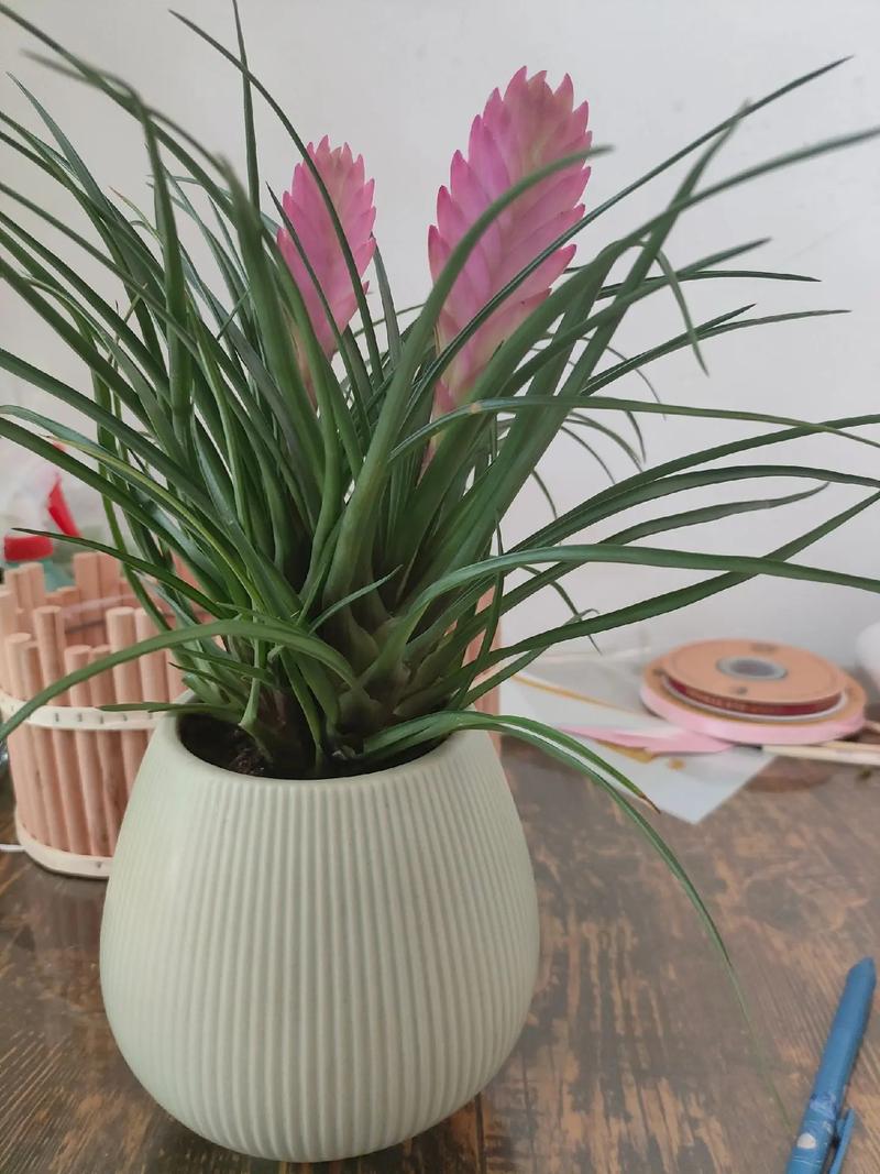 铁兰花语是什么??铁兰花长什么样子?-第4张图片-优品飞百科 铁兰花语是什么??铁兰花长什么样子?-第4张图片-优品飞百科