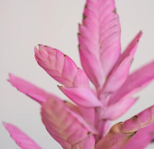 铁兰花语是什么??铁兰花长什么样子?-第5张图片-优品飞百科 铁兰花语是什么??铁兰花长什么样子?-第5张图片-优品飞百科