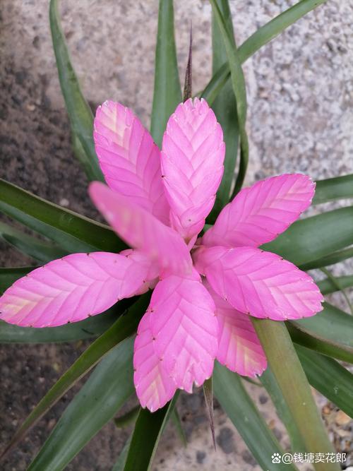 铁兰花语是什么??铁兰花长什么样子?-第6张图片-优品飞百科 铁兰花语是什么??铁兰花长什么样子?-第6张图片-优品飞百科