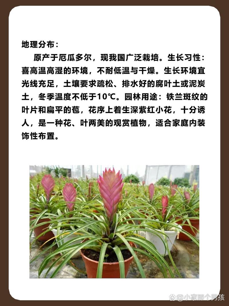 铁兰花语是什么??铁兰花长什么样子?-第7张图片-优品飞百科 铁兰花语是什么??铁兰花长什么样子?-第7张图片-优品飞百科