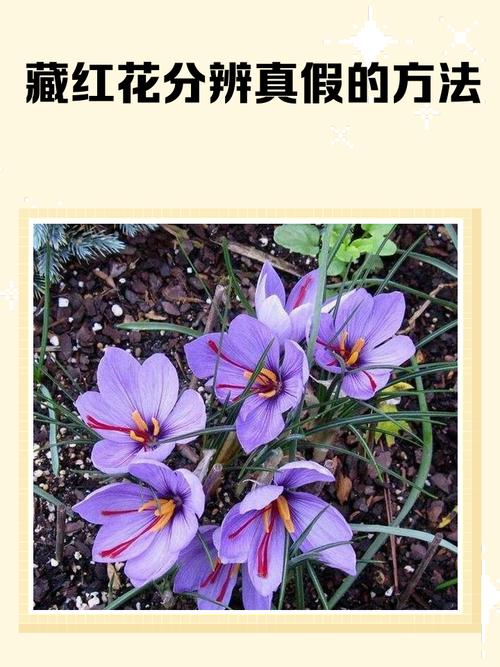 藏红花怎么辨别真假，几种辨别真假的方法，藏红花辨别真伪-第3张图片-优品飞百科