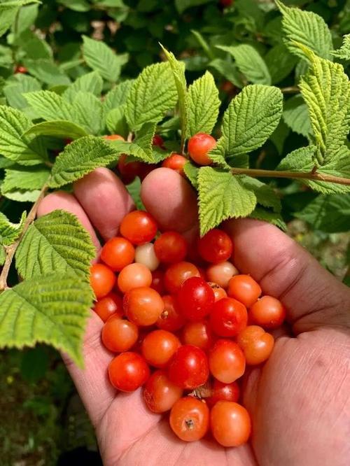 毛樱桃的功效与作用，毛樱桃能吃吗,好吃吗？-第1张图片-优品飞百科