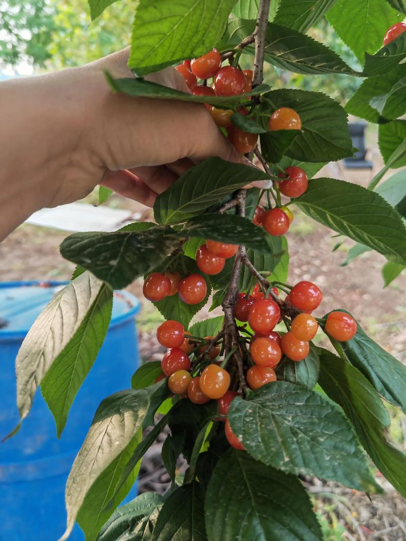 毛樱桃的功效与作用，毛樱桃能吃吗,好吃吗？-第2张图片-优品飞百科