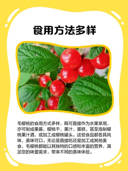 毛樱桃的功效与作用，毛樱桃能吃吗,好吃吗？-第3张图片-优品飞百科
