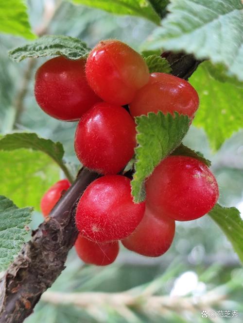 毛樱桃的功效与作用，毛樱桃能吃吗,好吃吗？-第4张图片-优品飞百科