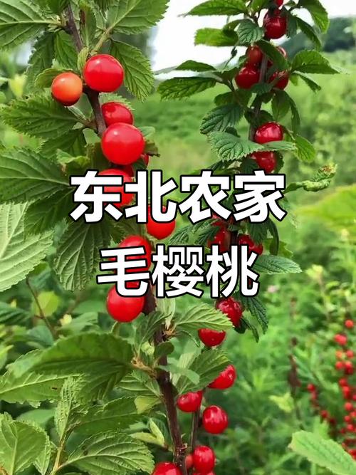 毛樱桃的功效与作用，毛樱桃能吃吗,好吃吗？-第5张图片-优品飞百科