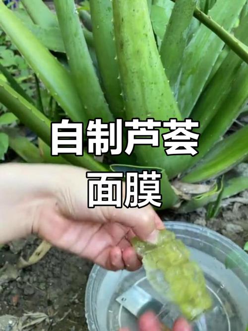 芦荟怎样做面膜，芦荟能祛斑吗，芦荟怎样做面膜,芦荟能祛斑吗视频