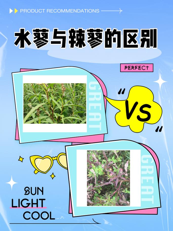 水蓼的功效与作用，水蓼别名-第1张图片-优品飞百科