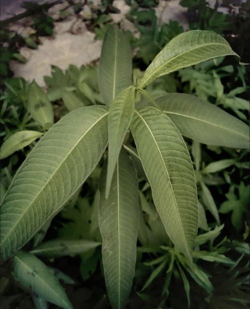 水蓼的功效与作用，水蓼别名-第2张图片-优品飞百科