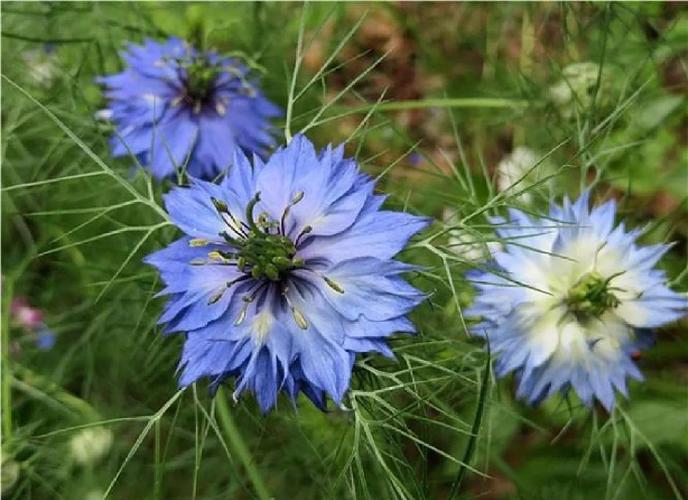 黑种草的主要价值有哪些，黑种草的主要价值有哪些特点
